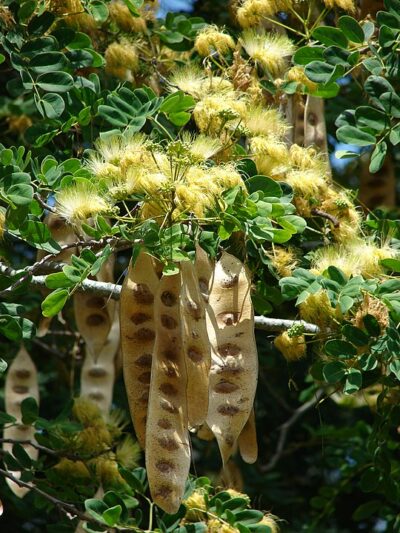 shak shak tree Shak Shak Tree pods